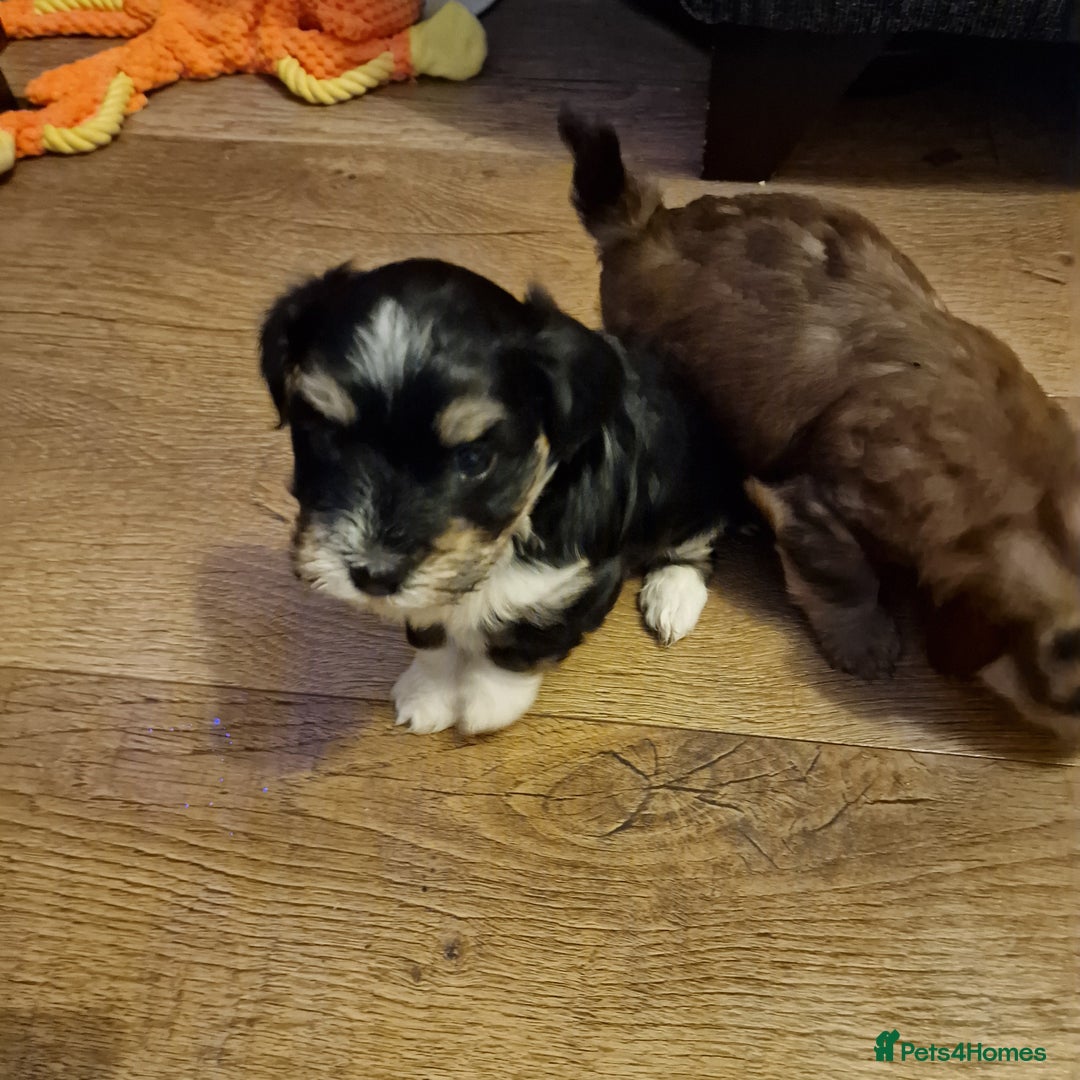 Havanese dogs for sale: Adorable Havanese  - Advert 5