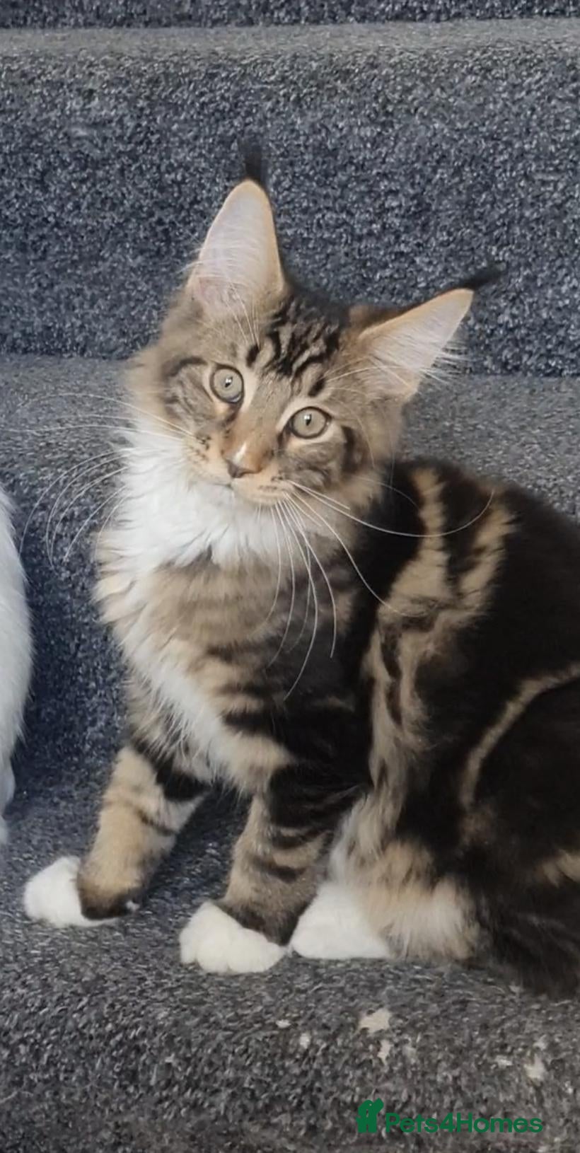 Maine Coon cats only one boy left pure maine coons - Advert 1