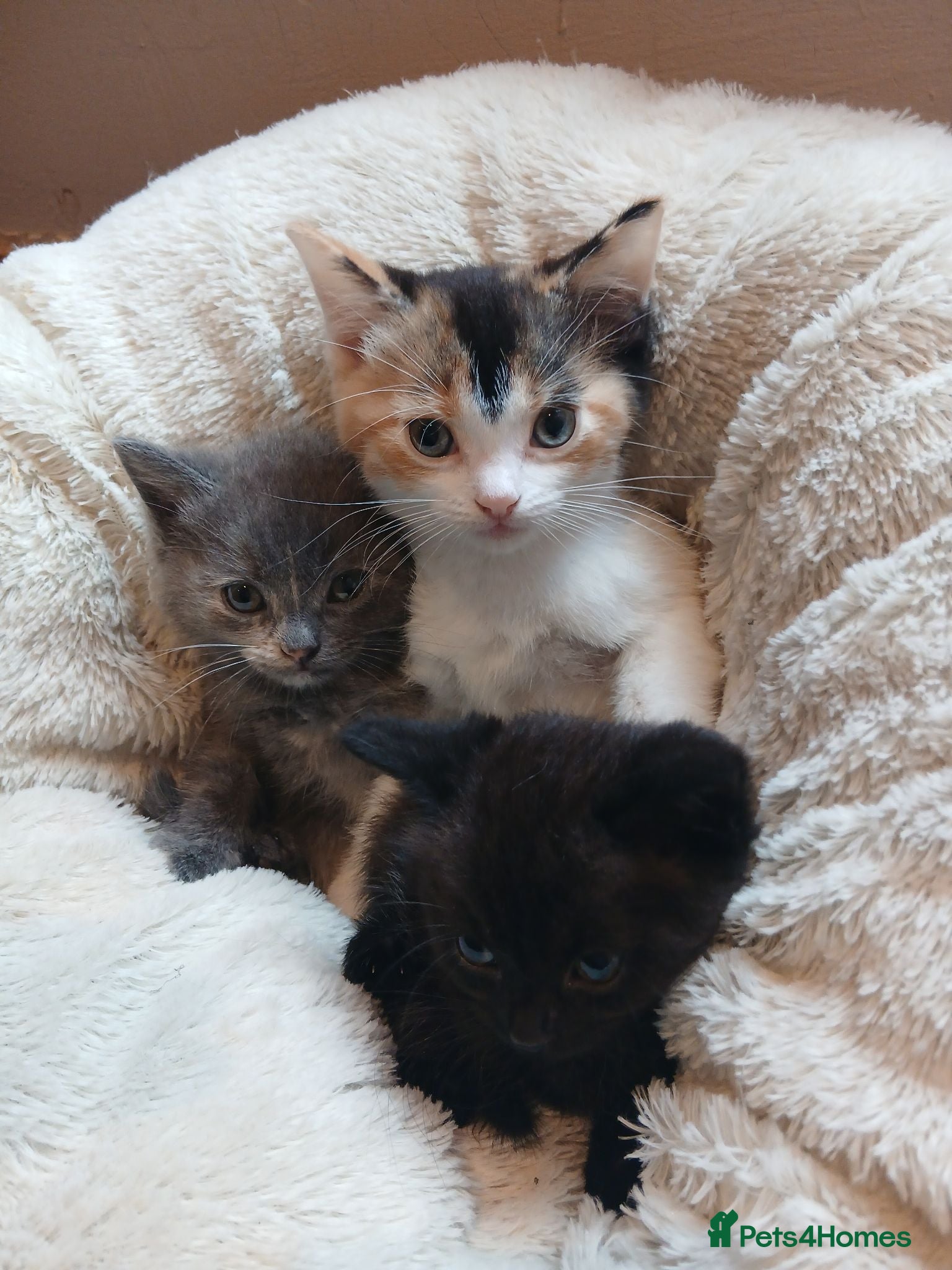 British Shorthair cats British shorthair kittens - Advert 2