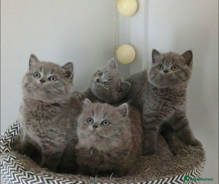 British Shorthair cats Beautiful British Shorthair Kittens for Sale - Advert 1