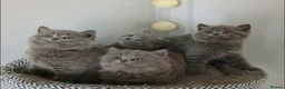 British Shorthair cats for sale: Beautiful British Shorthair Kittens for Sale - Advert 1
