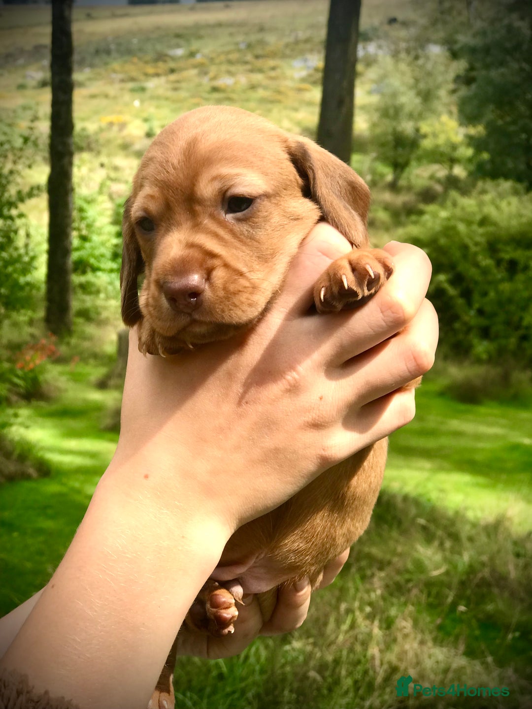 Dachshund dogs for sale: Miniature Silky Wirehaired Dachshund puppies! - Image 5