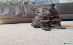 German Shepherd dogs for sale: German shepherd puppies  - Image 11
