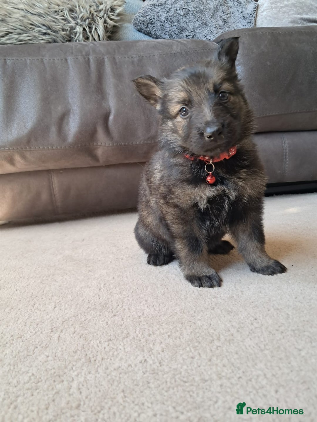 German Shepherd dogs for sale: German shepherd puppies  - Image 11