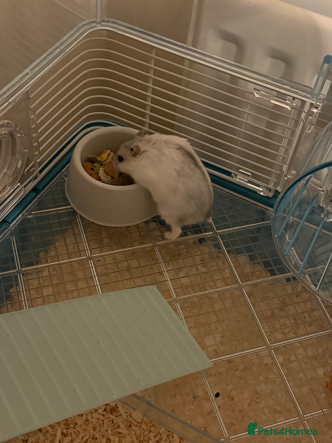 Hamster rodents for sale: Male Russian Dwarf Hamster - Image 1