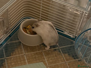 Hamster rodents for sale - Advert 1