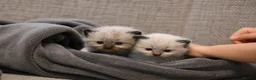 Ragdoll cats for sale: Blue Point Ragdolls | Celestial Litter - Advert 7