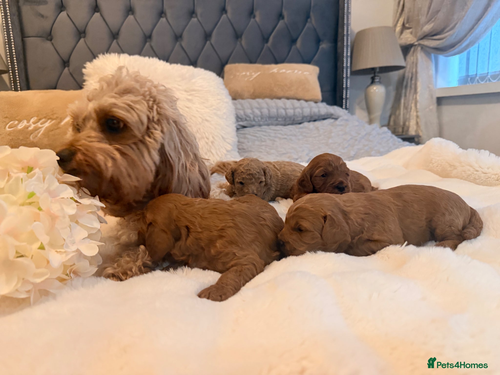 Cavapoo dogs for sale: Beautiful F1B Cavapoo Puppies  - Advert 1