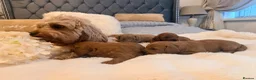 Cavapoo dogs for sale: Beautiful F1B Cavapoo Puppies  in Bradford - Advert 1