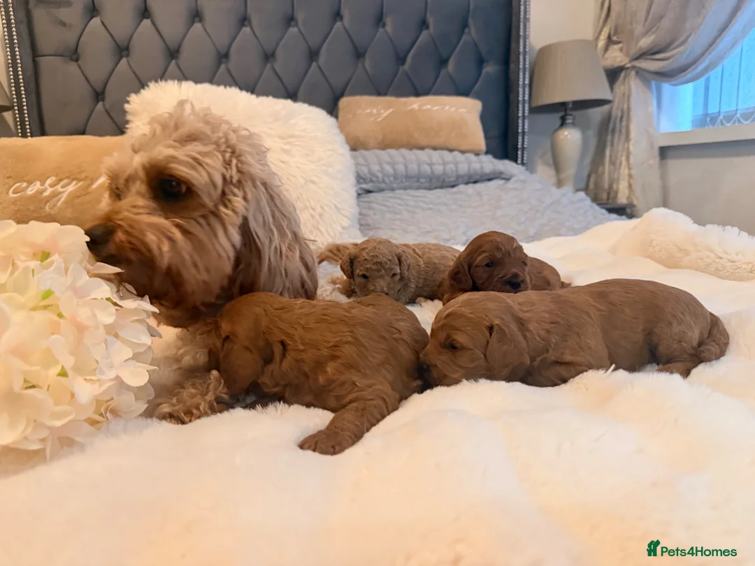 Cavapoo dogs for sale: Beautiful F1B Cavapoo Puppies  in Bradford - Advert 1