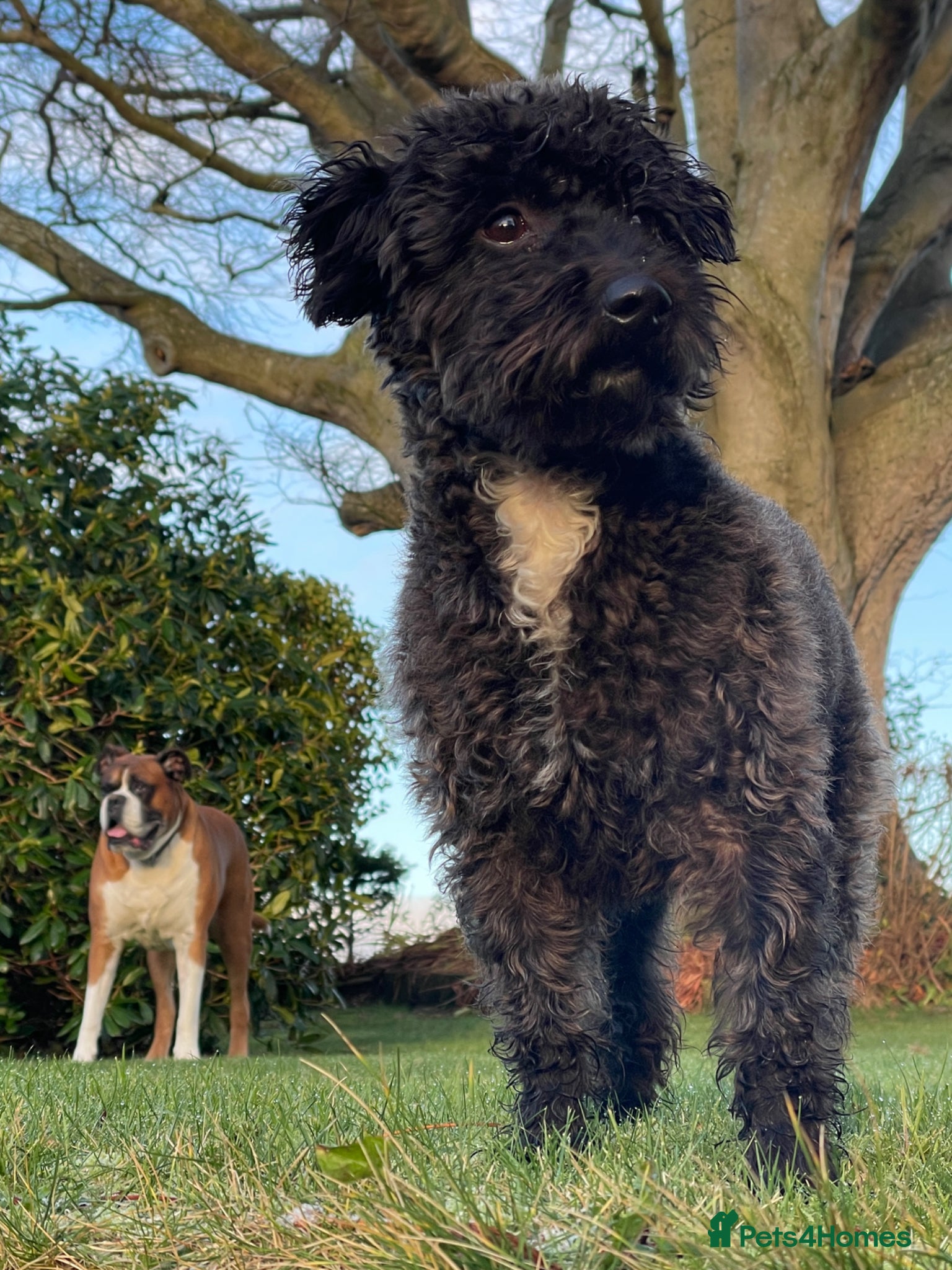 Jackapoo dogs Gorgeous Jackapoo Available for Stud - Advert 1