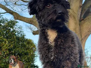 Jackapoo dogs Gorgeous Jackapoo Available for Stud - Advert 2