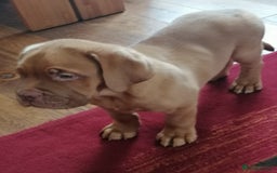 Dogue De Bordeaux dogs for sale: Gorgeous DOUGUE Babies - Image 14