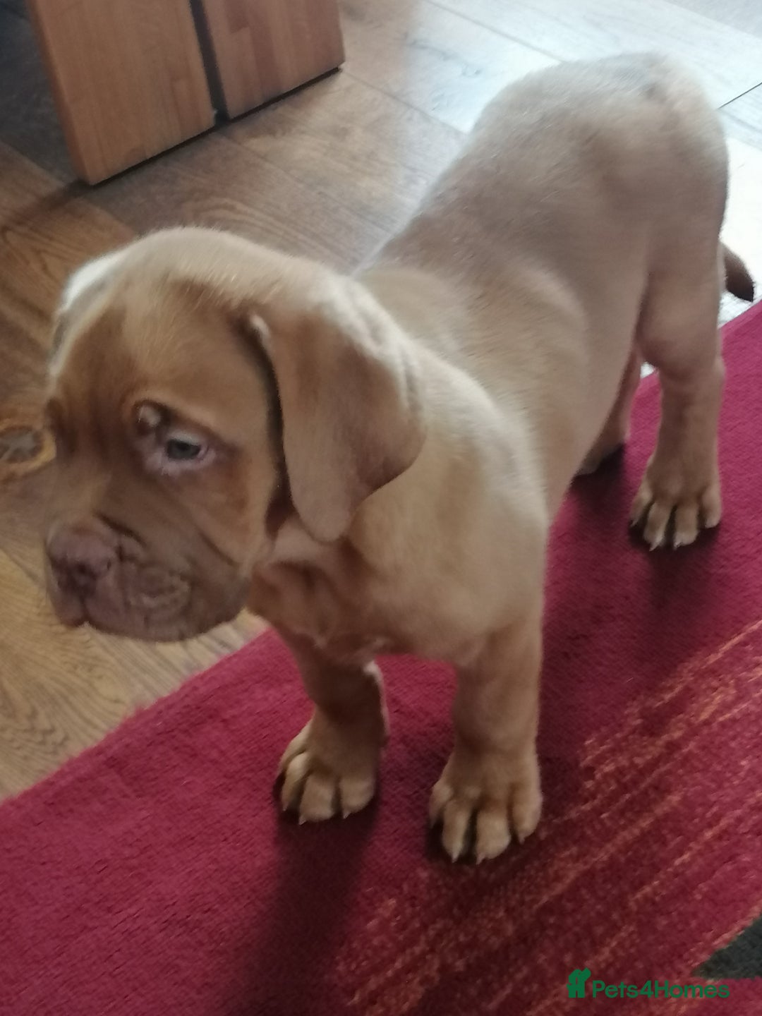 Dogue De Bordeaux dogs for sale: Gorgeous DOUGUE Babies - Image 14