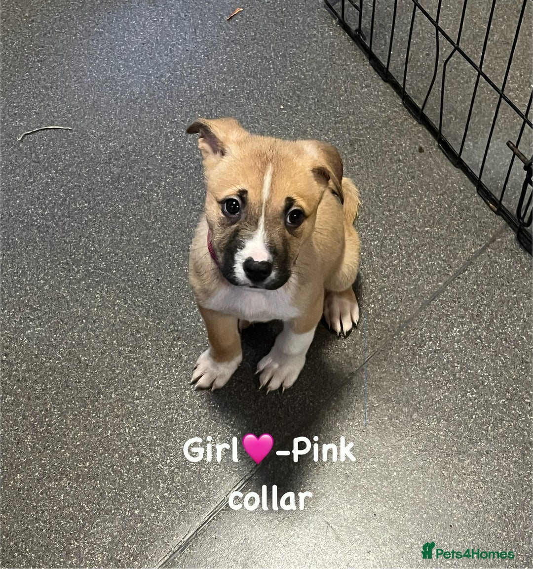 Mixed Breed dogs for sale: 7 puppies for sale - Advert 7