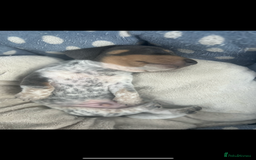 Miniature Dachshund dogs for sale: Stunning rare Miniature Dachshunds - Image 9