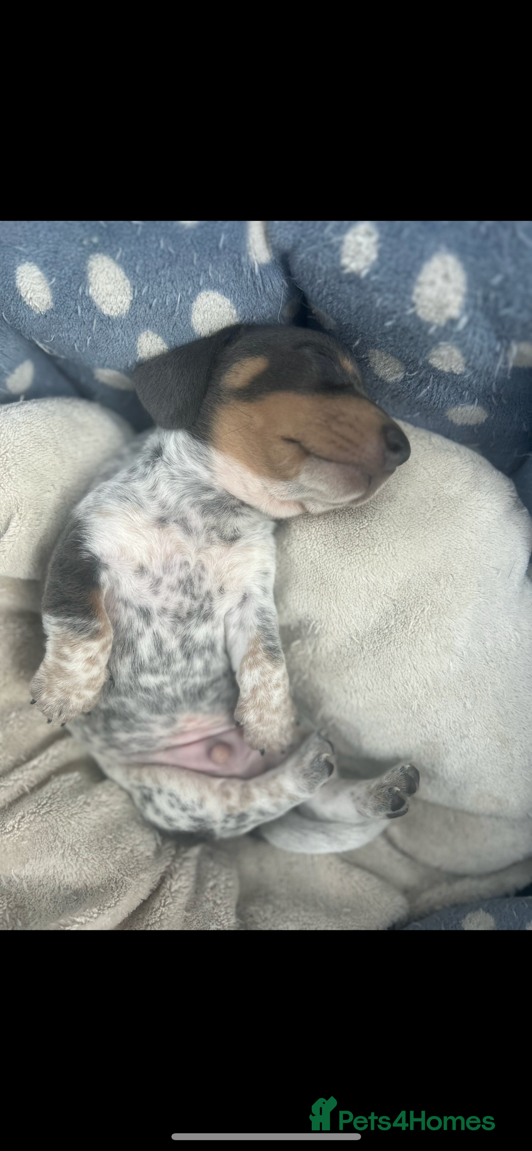Miniature Dachshund dogs for sale: Stunning rare Miniature Dachshunds - Image 9