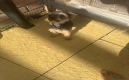 Yorkshire Terrier dogs for sale: Yorkshire terrier 1 year old  - Image 3