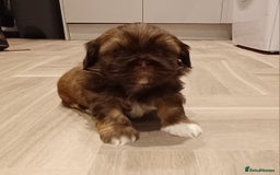 Shih Tzu dogs for sale: Karashishi half Imperial Shih Tzu Puppies 🐶 - Image 1