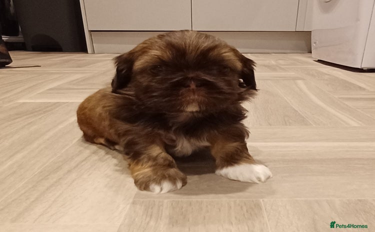 Shih Tzu dogs - Advert 4