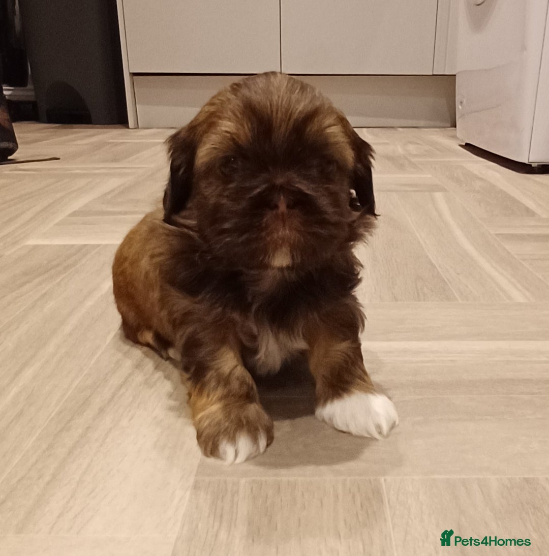 Shih Tzu dogs for sale: Karashishi half Imperial Shih Tzu Puppies 🐶 - Image 1