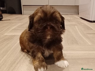 Shih Tzu dogs for sale - Advert 1
