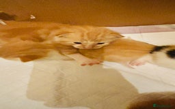 Mixed Breed cats for sale: Cat and kittens - Image 4