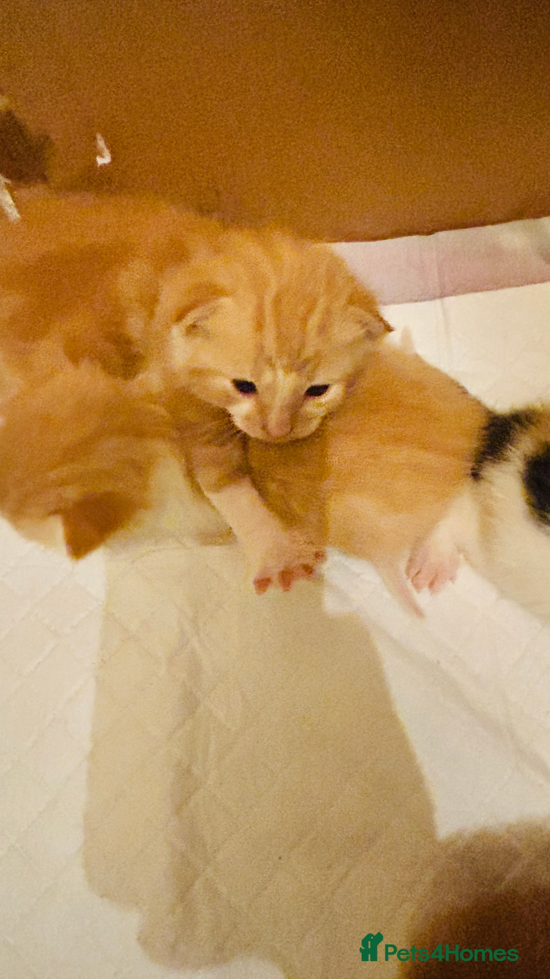 Mixed Breed cats for sale: Cat and kittens - Image 4