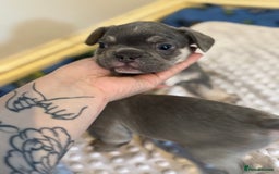 French Bulldog dogs for sale: 3 beautiful frenchie boys  - Image 7