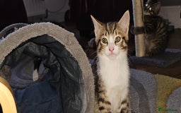 British Shorthair cats for sale: 4 beautiful kittens  - Image 4