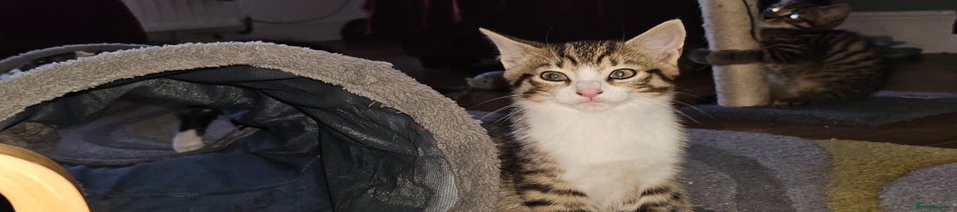 British Shorthair Kitten 2