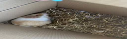 Guinea Pig rodents for sale: Male guinea pig  - Advert 3
