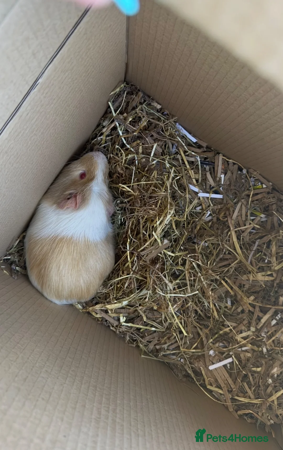 Guinea Pig rodents for sale: Male guinea pig  - Advert 3