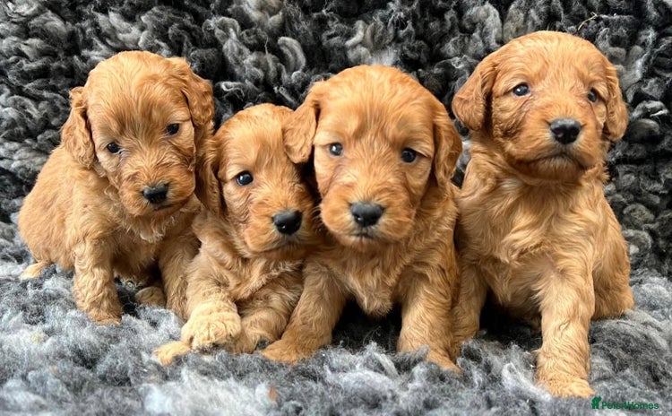 Cavapoo dogs - Advert 1