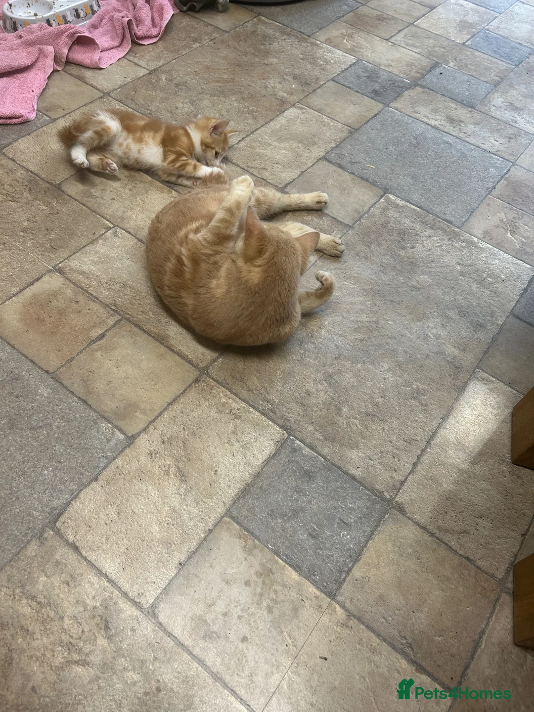 Mixed Breed cats for sale: Adorable farm kittens for sale - Advert 2