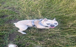 French Bulldog dogs for stud: French bulldog Merle for stud - Image 1