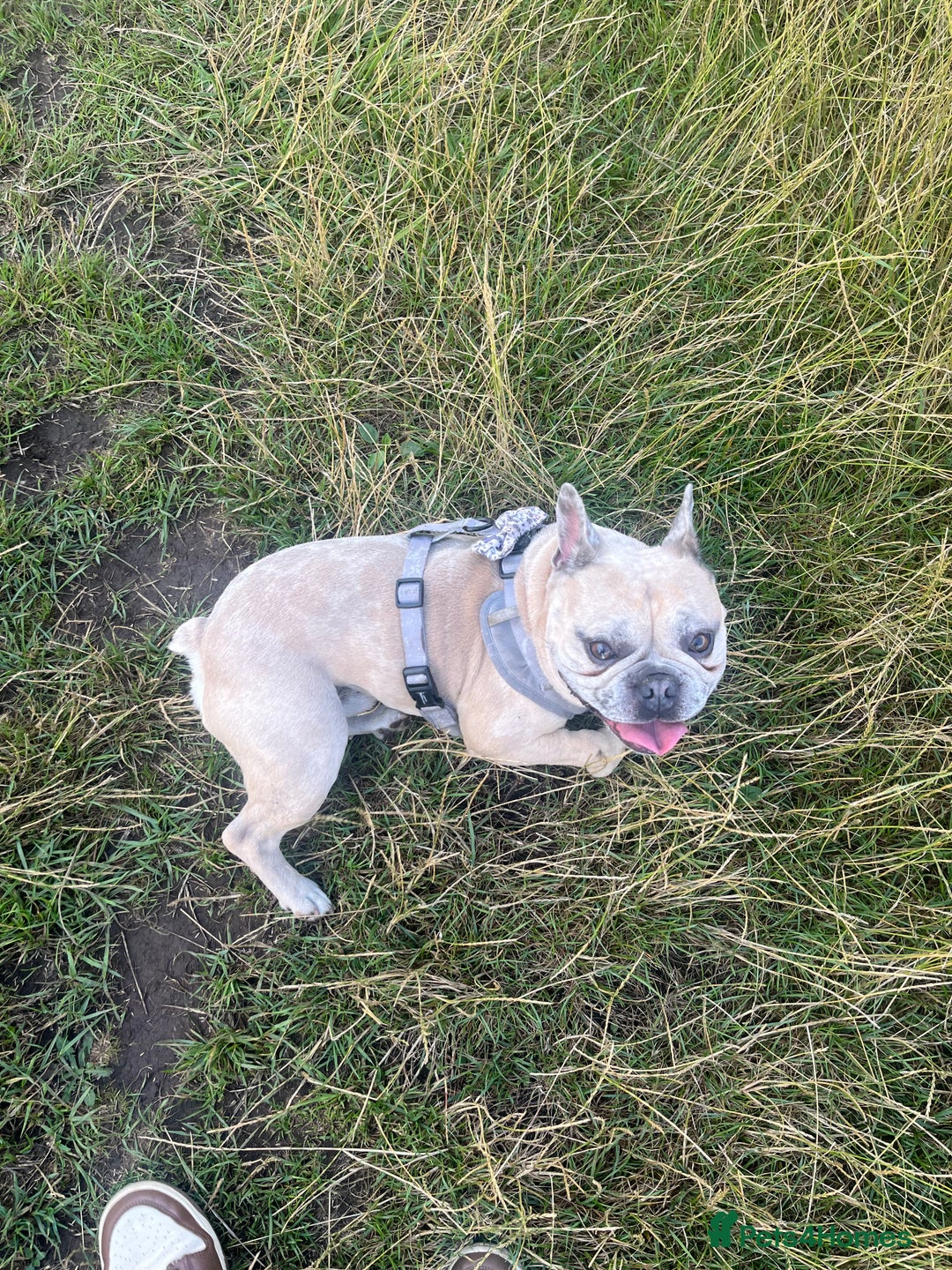 French Bulldog dogs for stud: French bulldog Merle for stud - Image 1