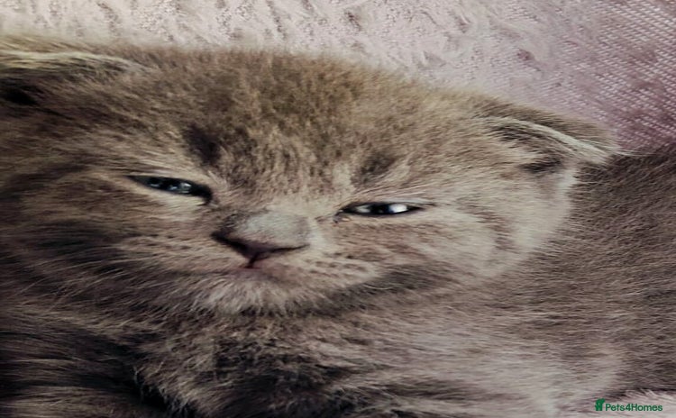 Scottish Fold cats - Advert 1