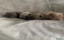 French Bulldog dogs for sale: French bulldog puppies.  - Image 2