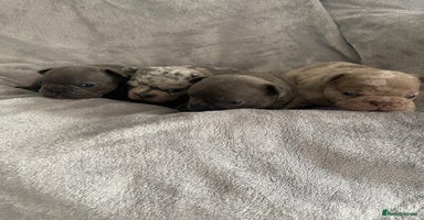 French Bulldog dogs - Advert 15