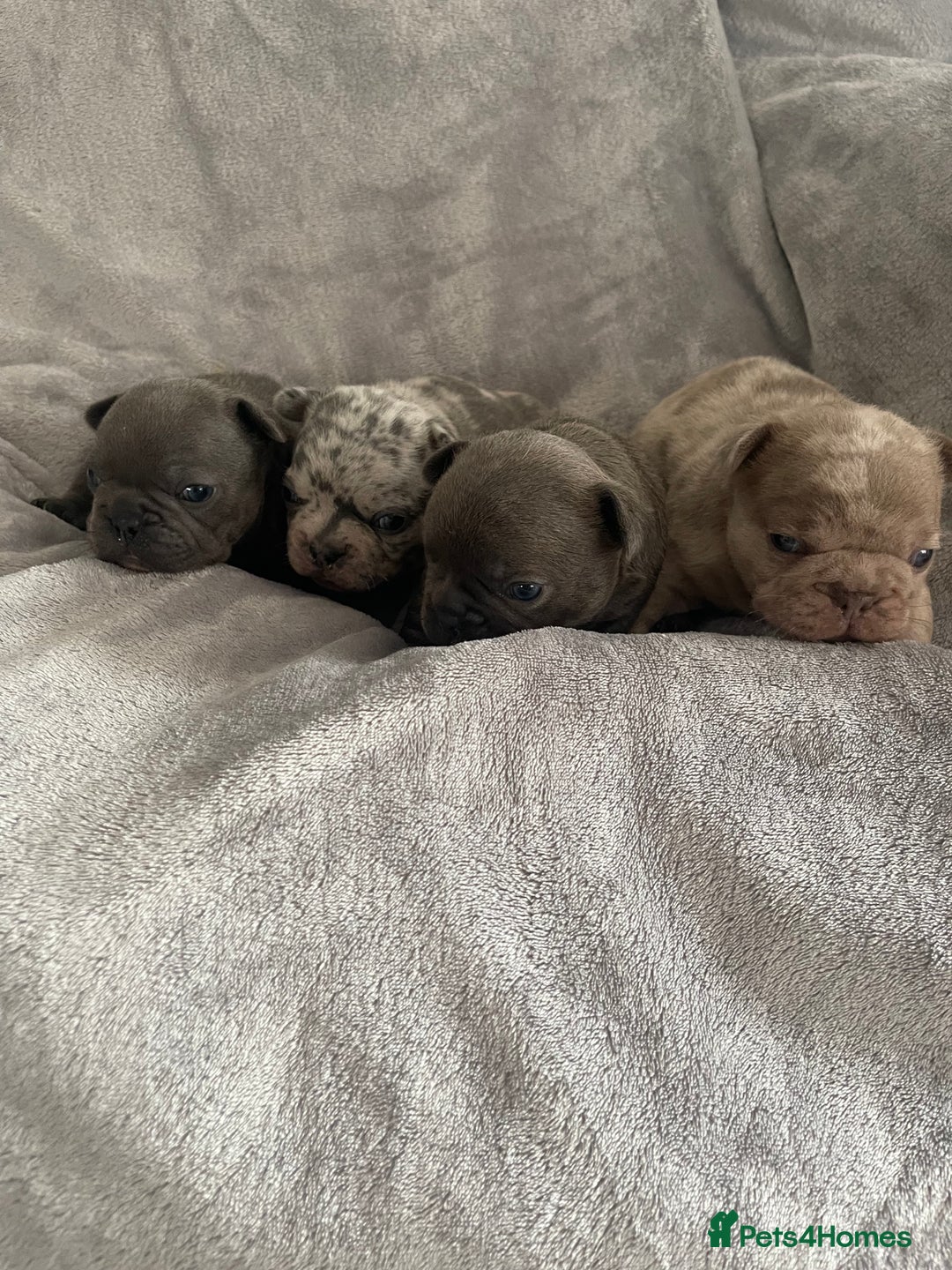 French Bulldog dogs for sale: French bulldog puppies.  - Image 2
