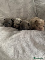 French Bulldog dogs - Advert 11