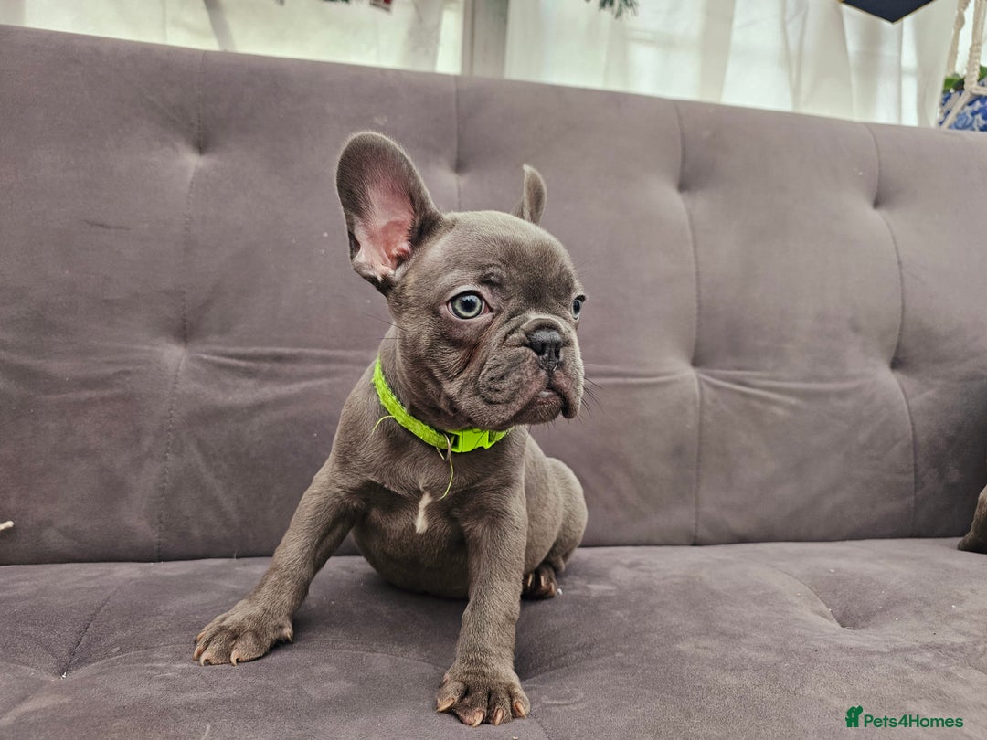 French Bulldog dogs for sale: French bulldog puppies  - Advert 3