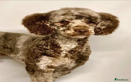 Mixed Breed dogs for sale: Stunning chocolate merle sproodles - Image 9