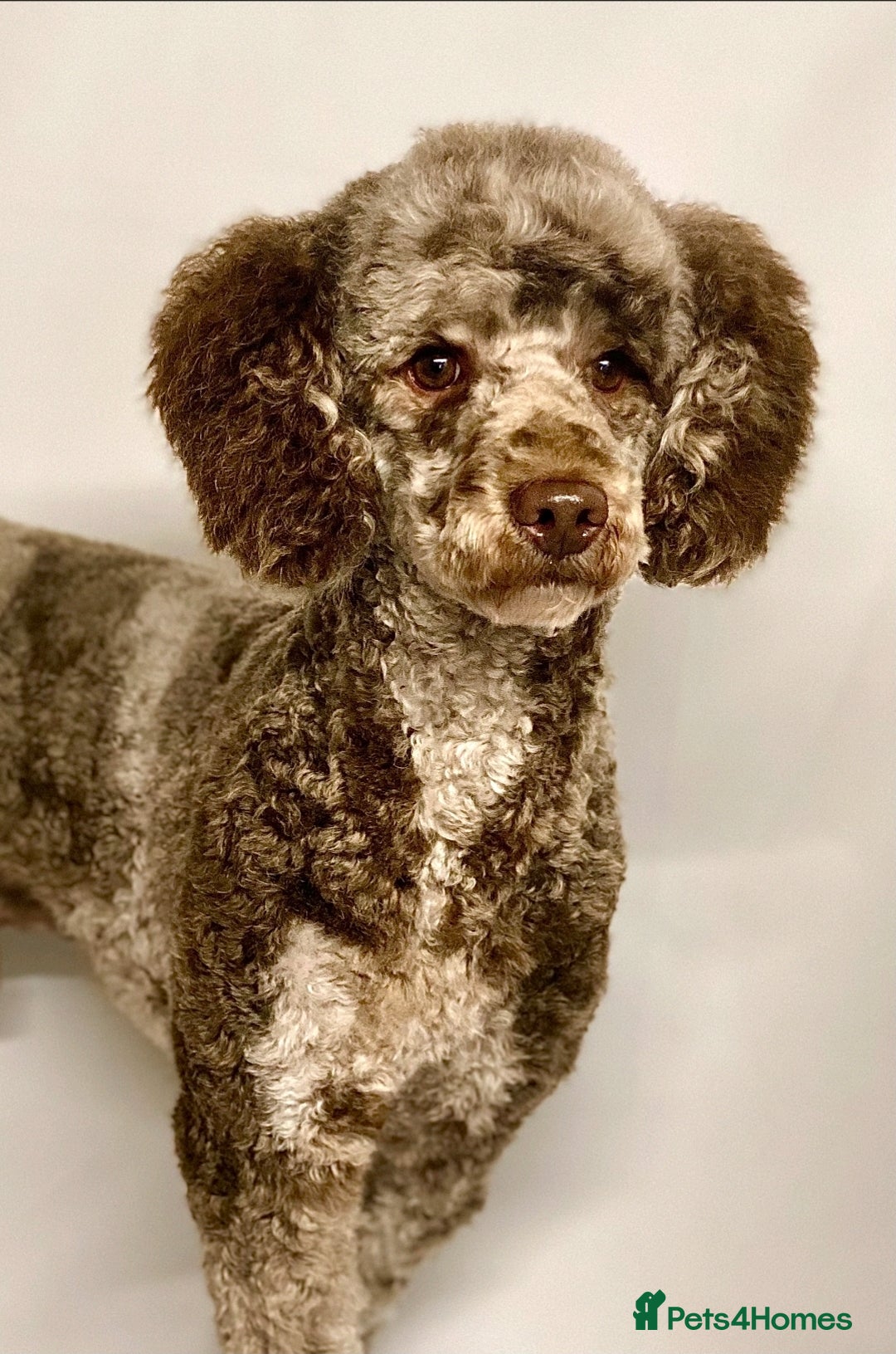 Mixed Breed dogs for sale: Stunning chocolate merle sproodles - Image 9