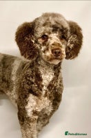 Sproodle dogs - Advert 3