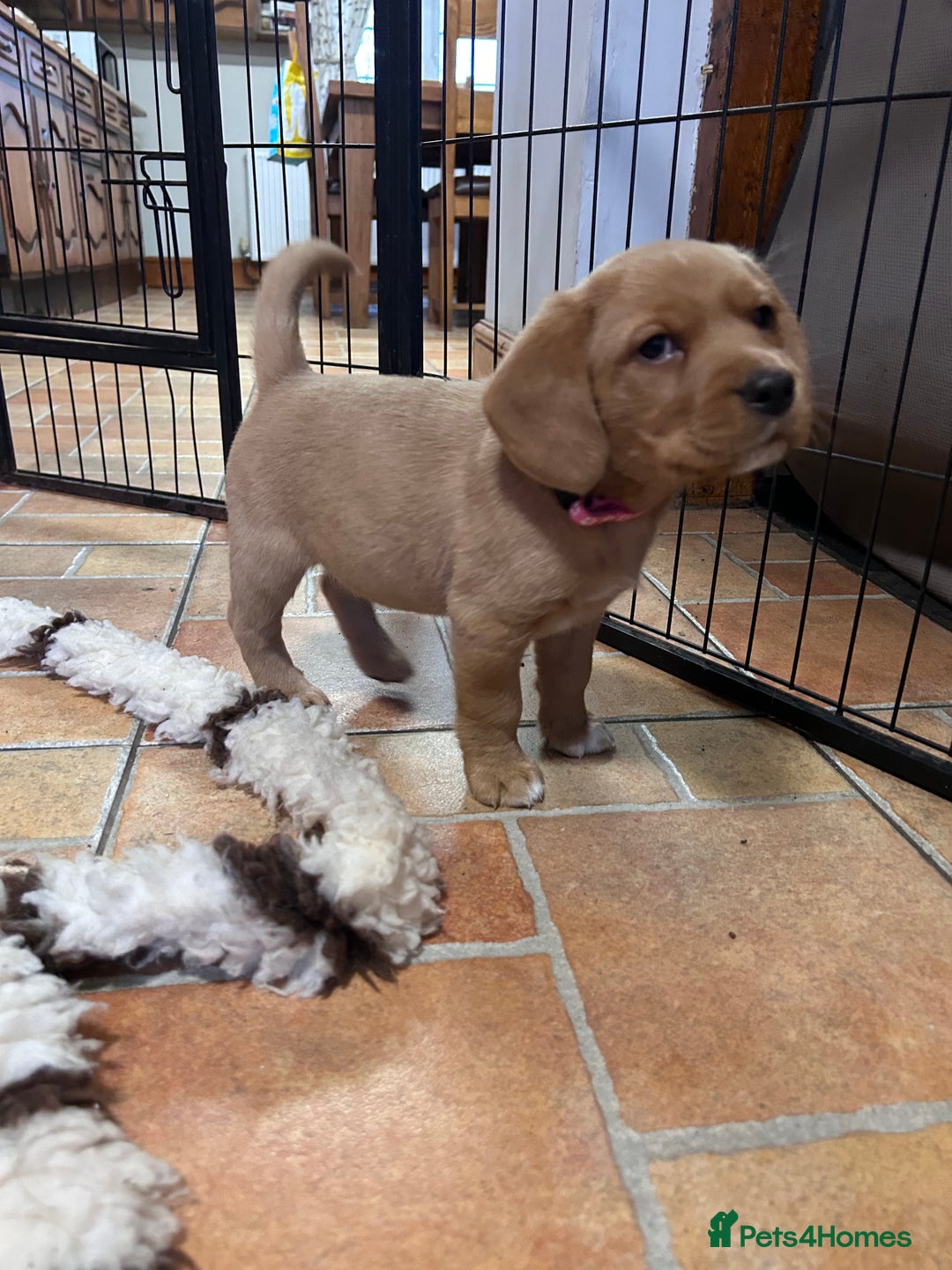 Mixed Breed dogs for sale: BEAUTIFUL GOLDEN BEAGADOR PUPPIES! - Advert 13