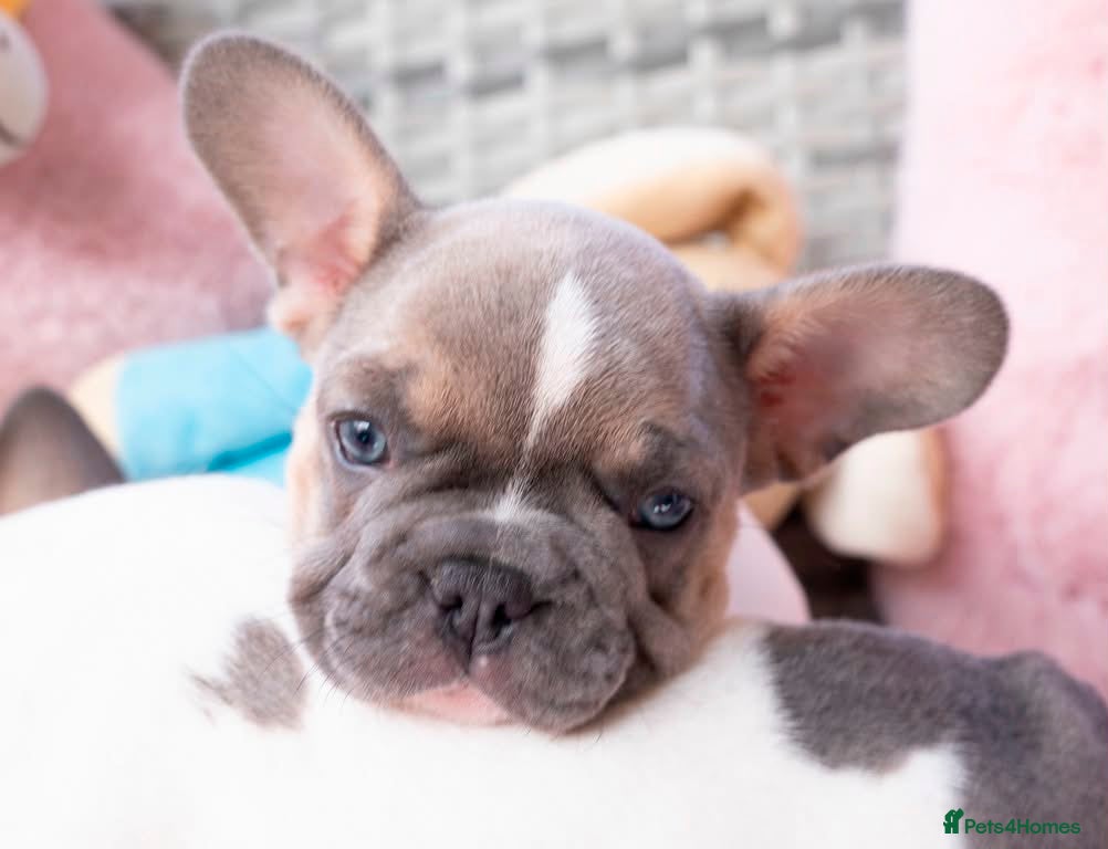 French Bulldog dogs for sale: Stunning litter of pied French bulldogs - Advert 27