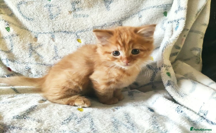 Somali cats - Advert 11