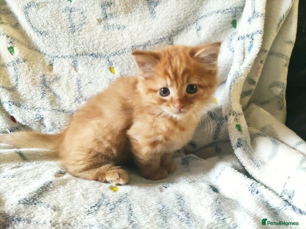 Somali cats - Advert 1